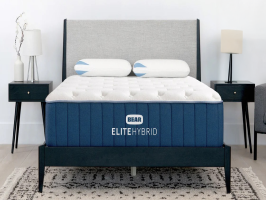 Bear Elite featured image